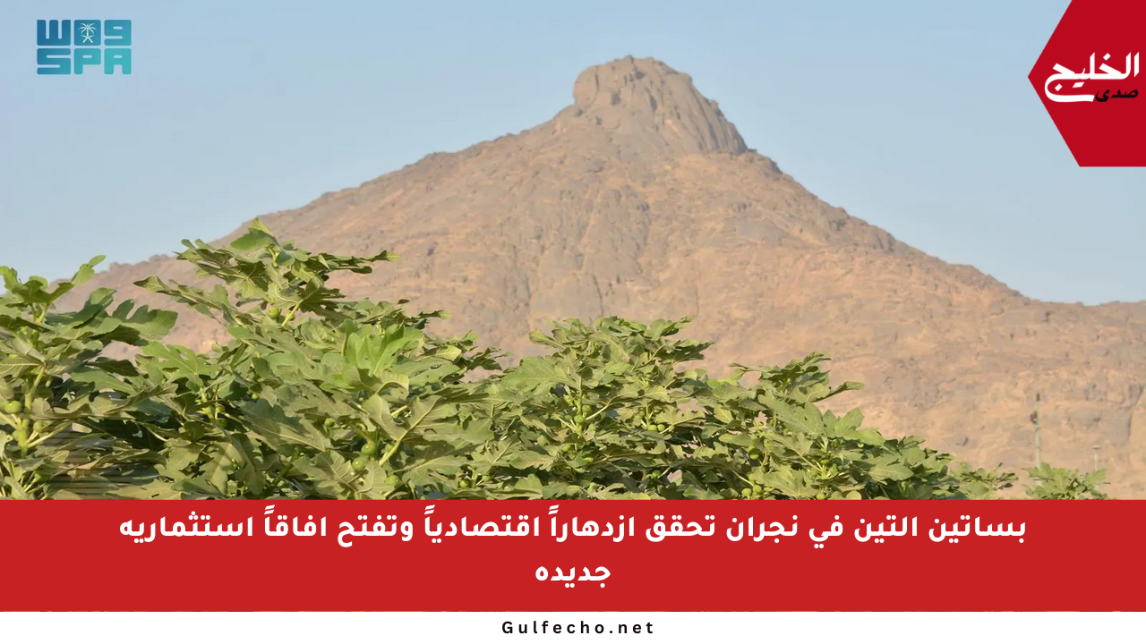بساتين التين في نجران تحقق ازدهاراً اقتصادياً وتفتح آفاقاً استثمارية جديدة